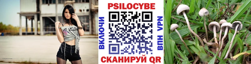 Галлюциногенные грибы Psilocybe  kraken   Шиханы  купить  